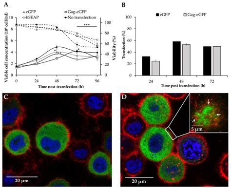 Transient Gene Expression Of Egfp Hseap And Hiv 1 Gag Egfp Vlps In