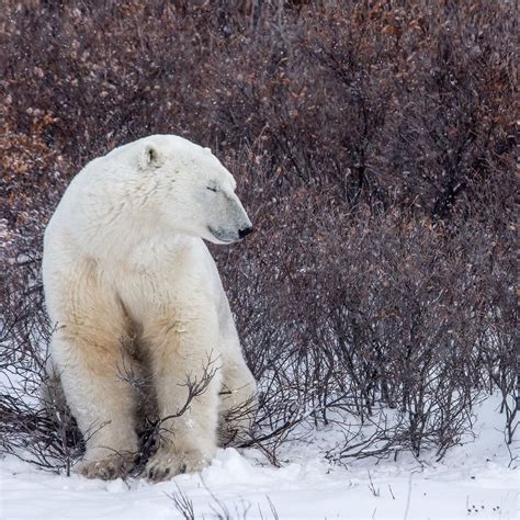 Natural Habitat Adventures on Instagram: “A polar bear sits still with ...