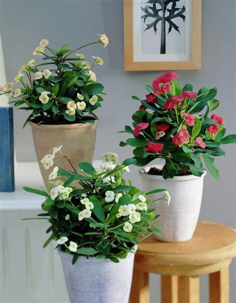 17 Best Flowering Houseplants Balcony Garden Web