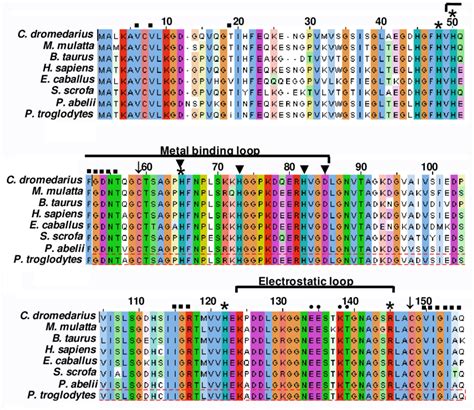 Amino Acid Sequence Alignment Of Csod With Seven Different Mammalian