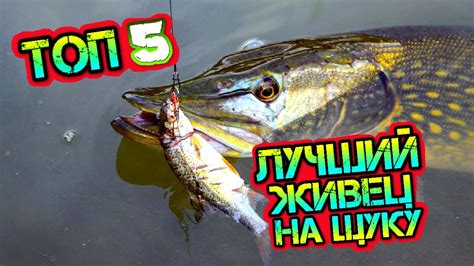ТОП-5 ЛУЧШИХ ЖИВЦОВ НА ЩУКУ. САМЫЙ ЭФФЕКТИВНЫЙ ЖИВЕЦ. СЕКРЕТЫ ЖИВЦА НА ...