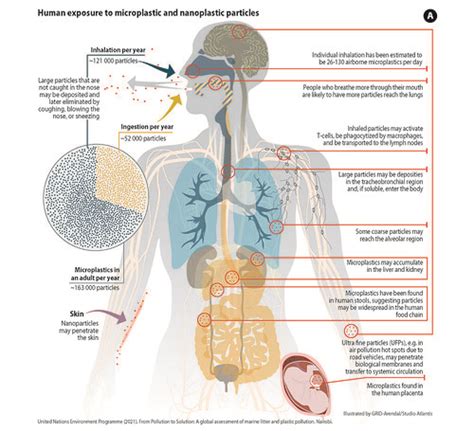 Human Exposure To Microplastic And Nanoplastic Particles A Flickr