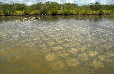 Protecting Our Coasts Naturally Pursuit By The University Of Melbourne