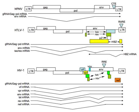 | Structure of retrovirus genomes and RNAs synthesized. The genome ...