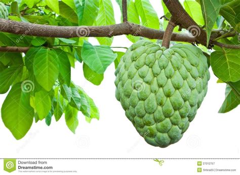 atis fruit clipart 20 free Cliparts | Download images on Clipground 2024