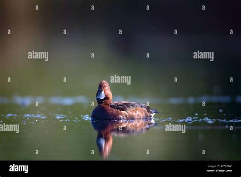 Swimming Duck Green Lake Background Bird Ferruginous Duck Aythya