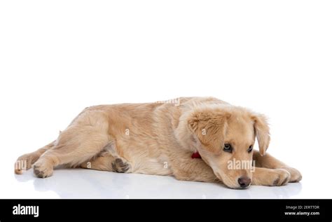 Side View Of Cute Little Labrador Retriever Dog Wearing Red Bowtie