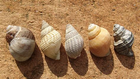 Seashore Shells Pinegreenwoods