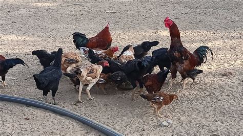 Free Range Desi Poultry Farming Desi Murgi Palan Aseel Murga Farme