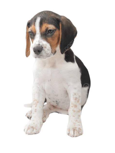 Cachorrinho Beagle Tricolor Sentado Isolado Png Cachorrinho Isolado