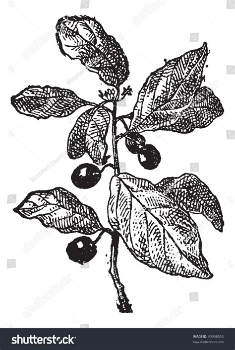 Themis Rhamnus Over Royalty Free Licensable Stock Illustrations