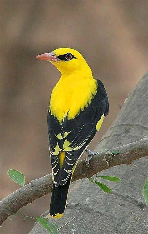 Golden Oriole — With Lisa Boe Beautiful Birds Nature Birds Pretty