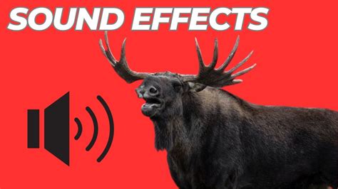 Moose Sound Effects - Moose Sounds, Animal Noises! - YouTube