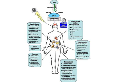 Impact Of Circadian Clock Dysfunction On Human Health