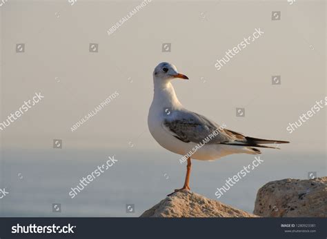 13 Nawras Birds Images Stock Photos And Vectors Shutterstock