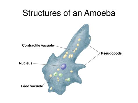 Ppt The Kingdom Protista Powerpoint Presentation Free Download Id485903