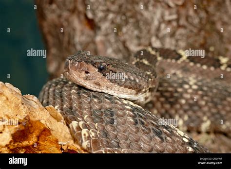 Desert snakes hi-res stock photography and images - Alamy