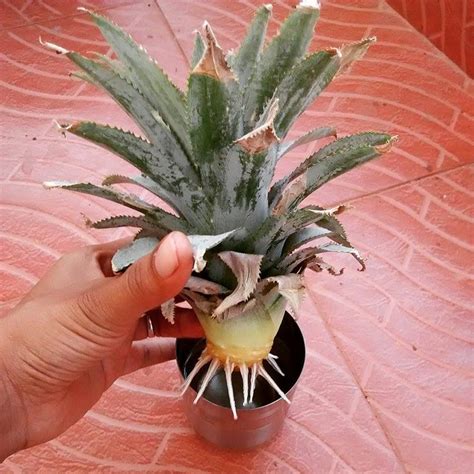 How to Grow a Pineapple Top - Quiet Corner