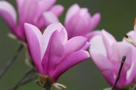 Dwarf Jane Magnolia Tree! Gorgeous Purple Blooms L@@K | eBay