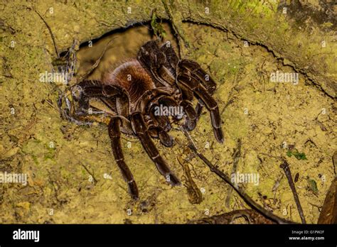 Tarantula in the Columbian rainforest Stock Photo - Alamy