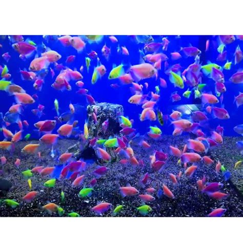 Jual Glowing Fish Glowing Tetra Ikan Hias Aquascape Air Tawar Glow