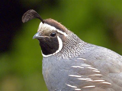 カンムリウズラ California Quail California Valley Quail Valley Quail