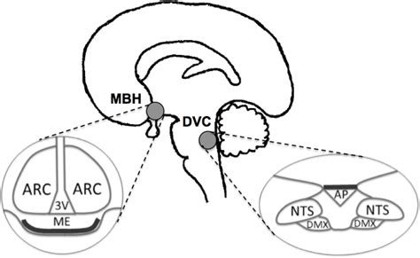 Figure 1 From Fatty Acid Sensing In The Dorsal Vagal Complex And Regulation Of Triglyceride Rich