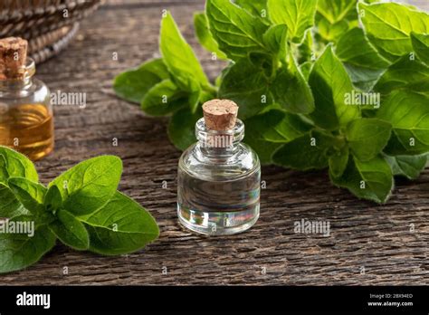 Essential Oil Bottle With Fresh Oregano Leaves Stock Photo Alamy