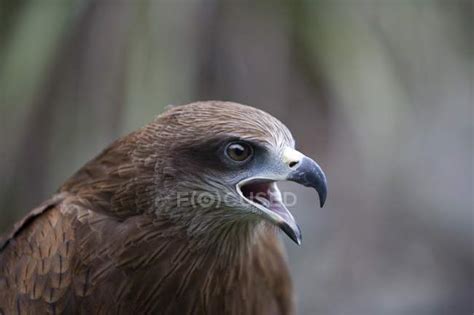 Black Kite bird outdoors — animal, wild - Stock Photo | #164930416