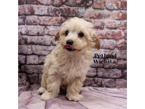 Malti Poo Puppies For Sale Petland Wichita Kansas