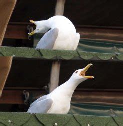 "seagull" Meme Templates - Imgflip