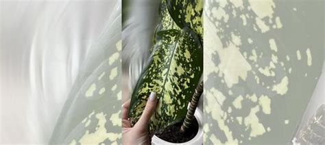 Диффенбахия купить в Самаре | Товары для дома и дачи | Авито