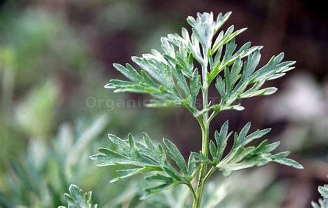 How to Grow Wormwood