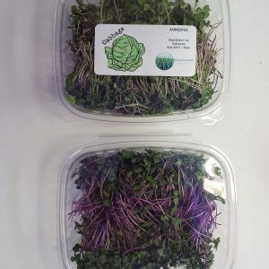 Microgreen Subscriptions Legumes Yeshurunfarm