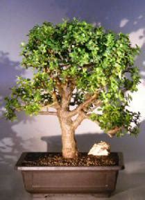 Baby Jade Bonsai Tree Portulacaria Afra