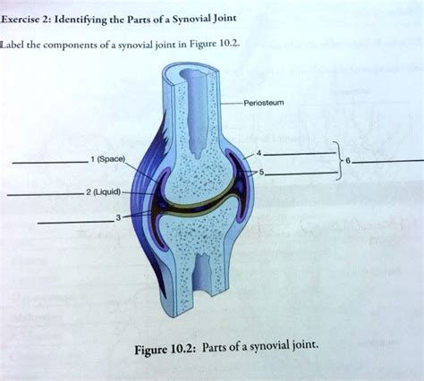 Solved Exercise Identifying The Parts Of A Synovial Joint Label The