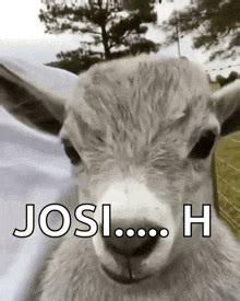 Funny Goat GIFs | Tenor