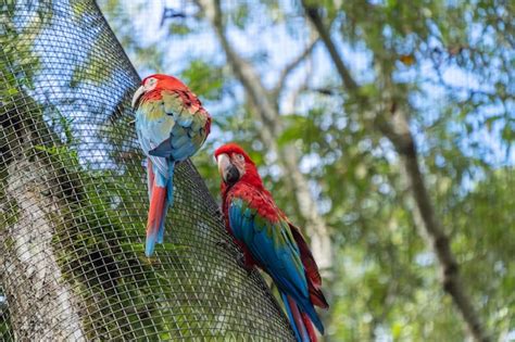 Los Loros En El Bosque Tropical En Condiciones Naturales Foto Premium