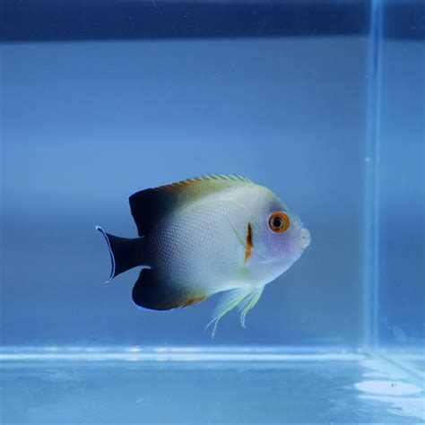 Pearlscale Angelfish – The Aquarium Centre