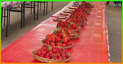 Sweetest Biggest Strawberry Farmers Recognized Anew Herald Express News In Cordillera And