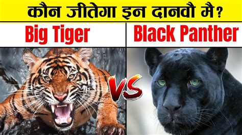 Black Panther Vs Tiger Tiger Vs Black Panther Who Would Win