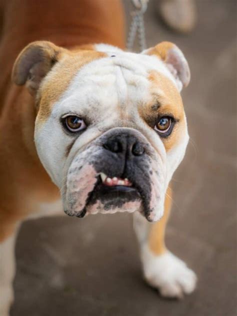 English Bulldog - Animals Around The Globe