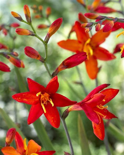 Crocosmia X Crocosmiiflora Babylon Giant Montbretia