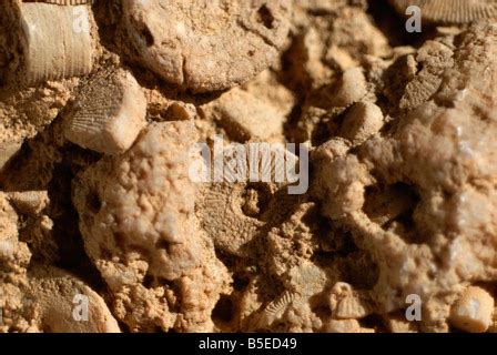 Small fossils in sandstone Stock Photo - Alamy