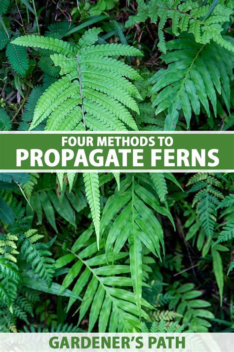 How To Start Ferns From Cuttings Step By Step Guide 2025