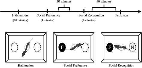 Frontiers Preadolescent Exposure To A Sexually Mature Unrelated Male