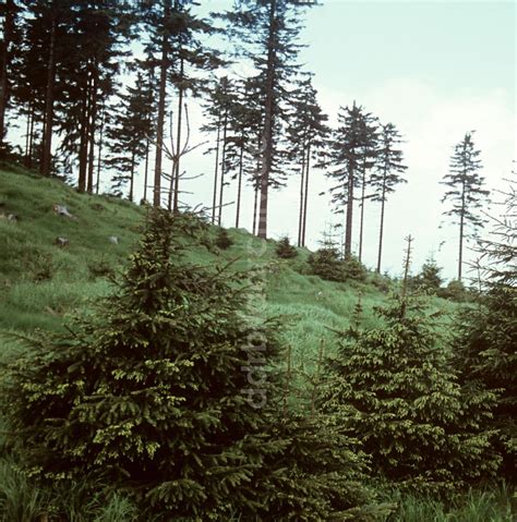 DDR Fotoarchiv Hörschel DDR Thüringer Wald 1969