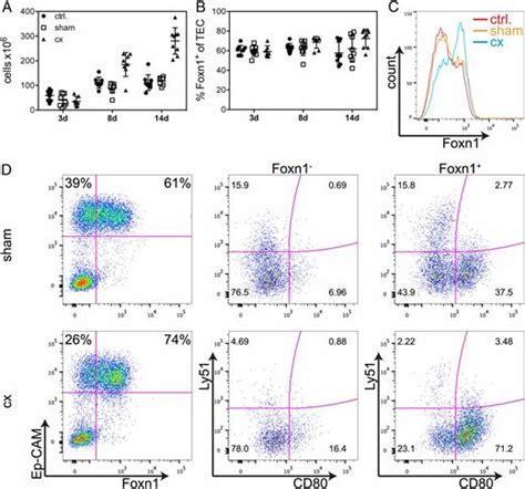 Foxn1 Protein Expression In The Developing Aging And Regenerating