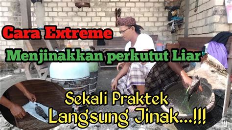 Langsung Jinak Dan Cepat Gacor Perkutut Liar Atau Dari Ombyokan Cara