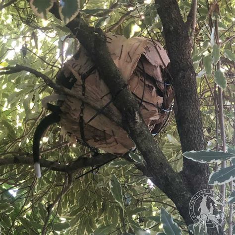 Wildlife Rescuers 0417 506 941 - MOVING HOUSE About three weeks ago the